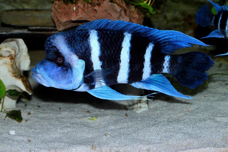 Cyphotilapia gibberosa 'Mtoto'